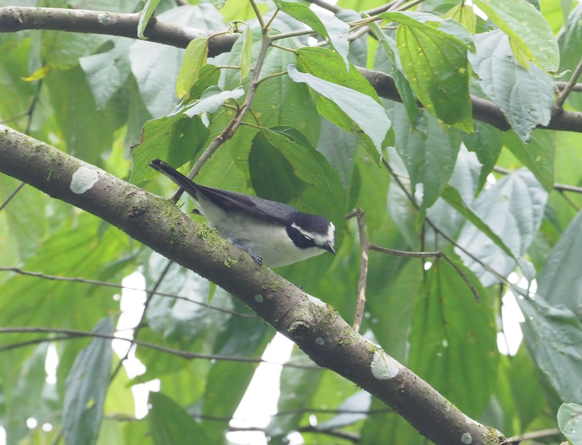 Gray-green Bushshrike - ML270318301