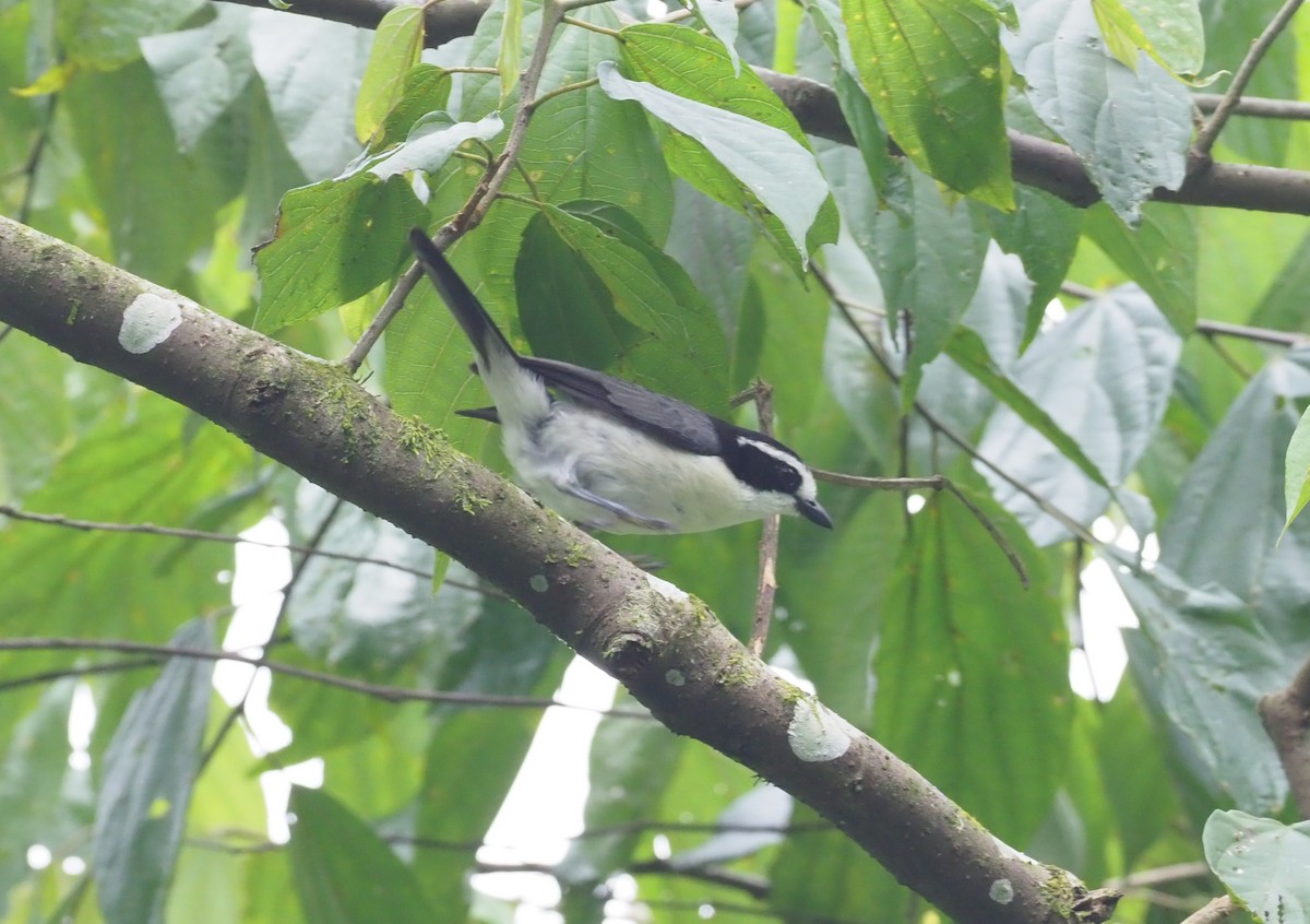 Gray-green Bushshrike - ML270318361