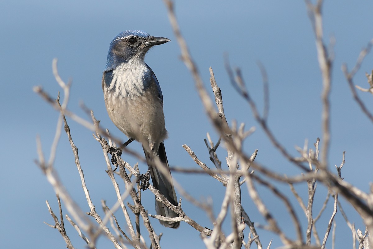 California Scrub-Jay - ML270319141