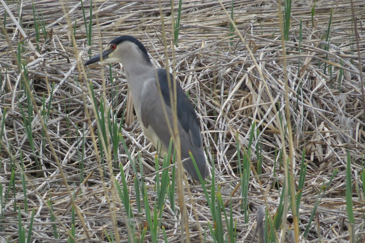 Black-crowned Night Heron - Bryant Olsen