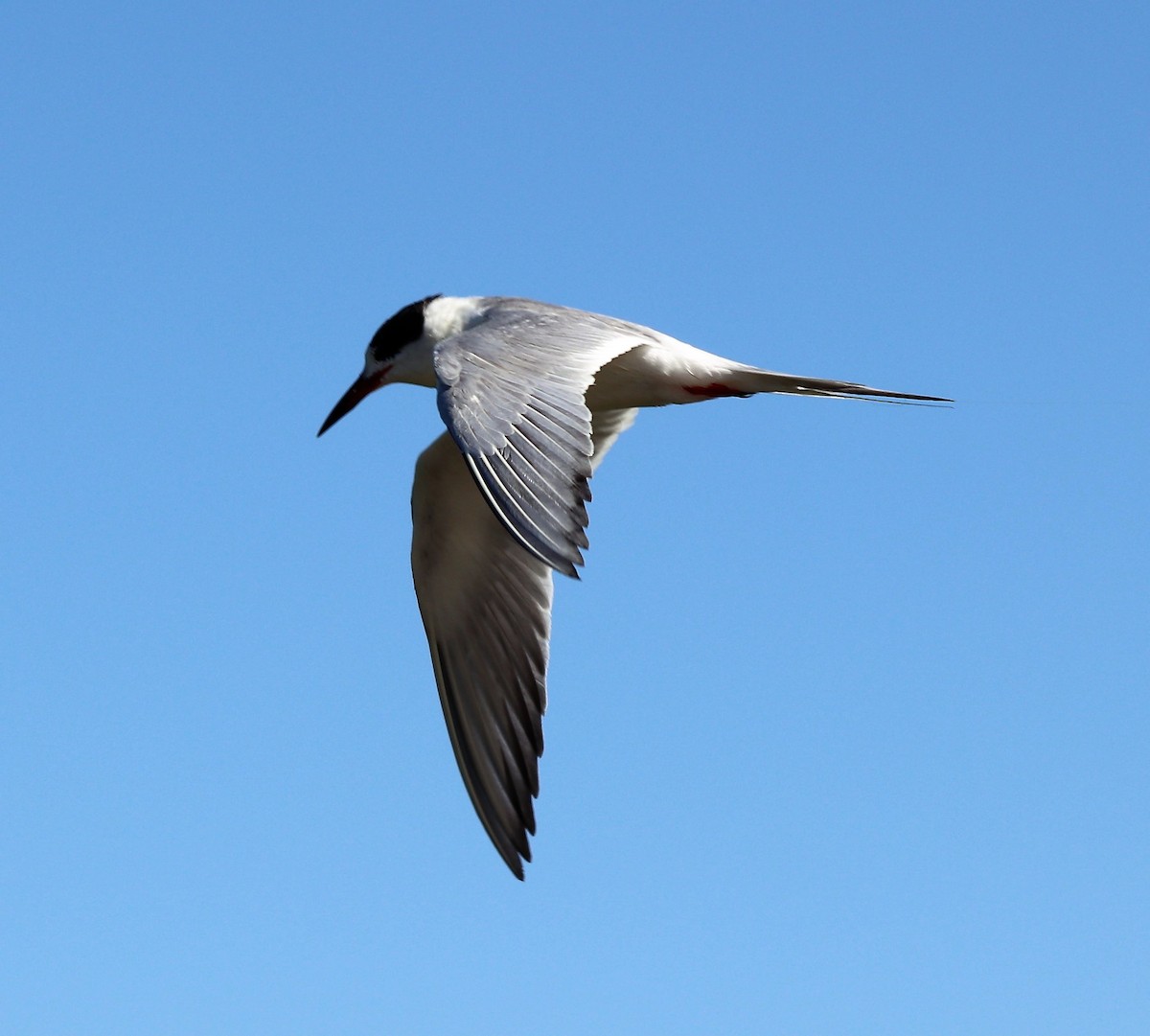 Common Tern - Linda Gettier