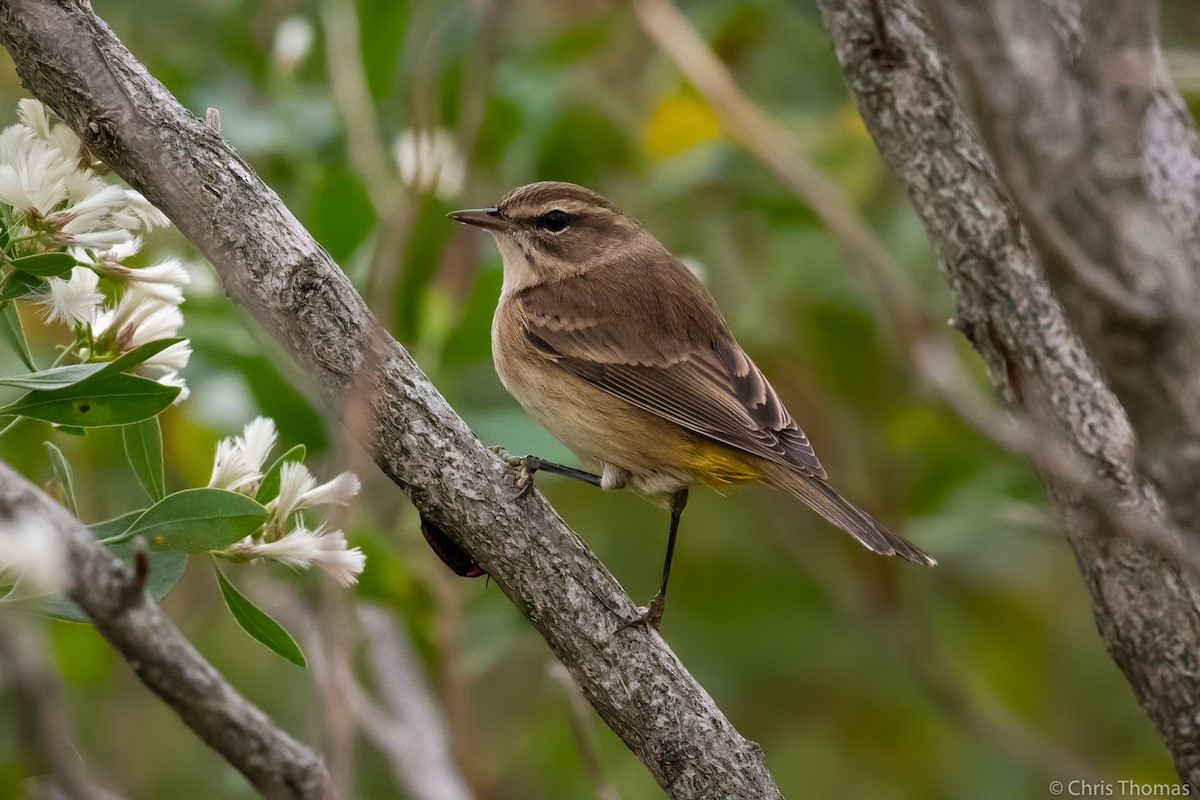 Palm Warbler - Chris Thomas