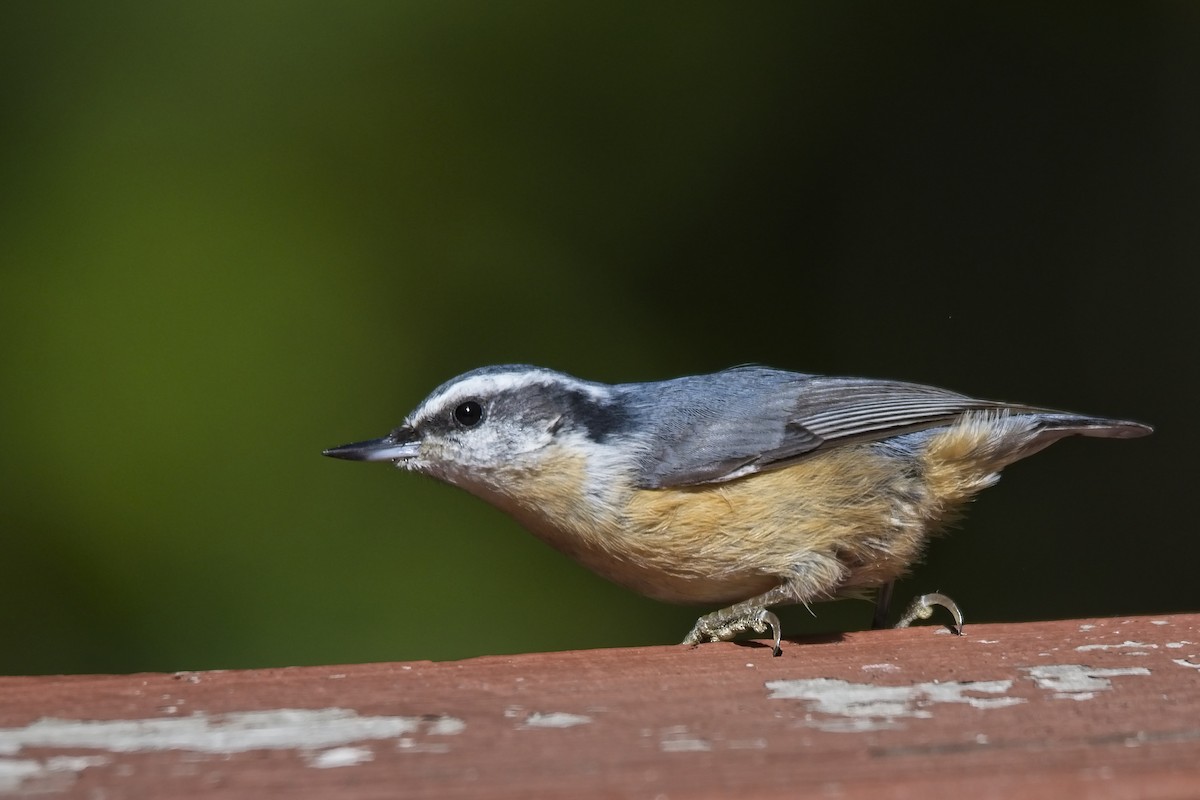 Red-breasted Nuthatch - ML270325251