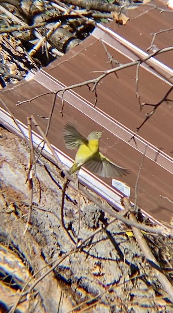 Nashville Warbler - ML270327171