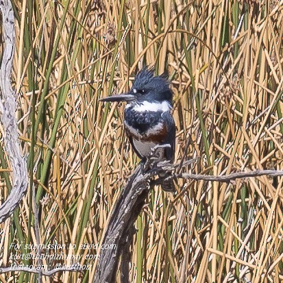 Belted Kingfisher - ML270327621