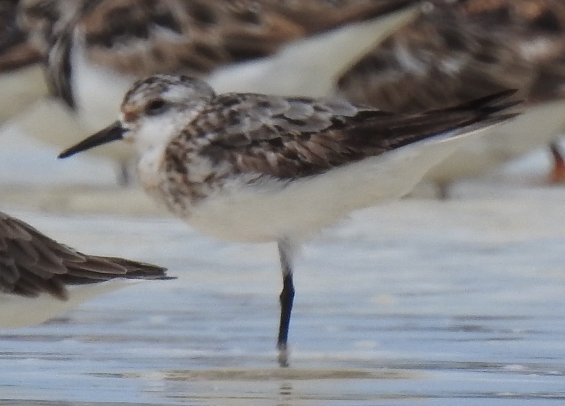 Sanderling - ML270328071