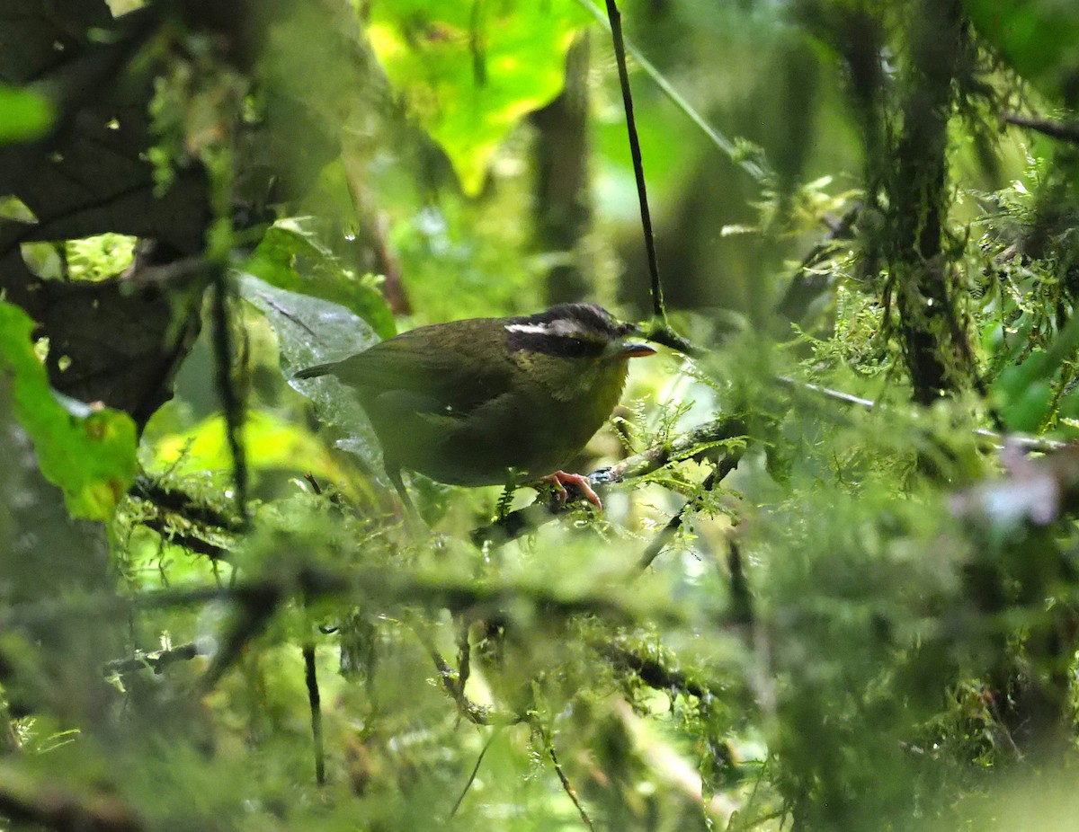 コビトサザイモドキ - ML270328131