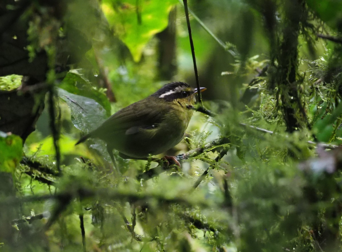 コビトサザイモドキ - ML270328201
