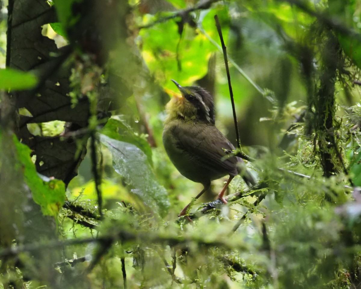 コビトサザイモドキ - ML270328291