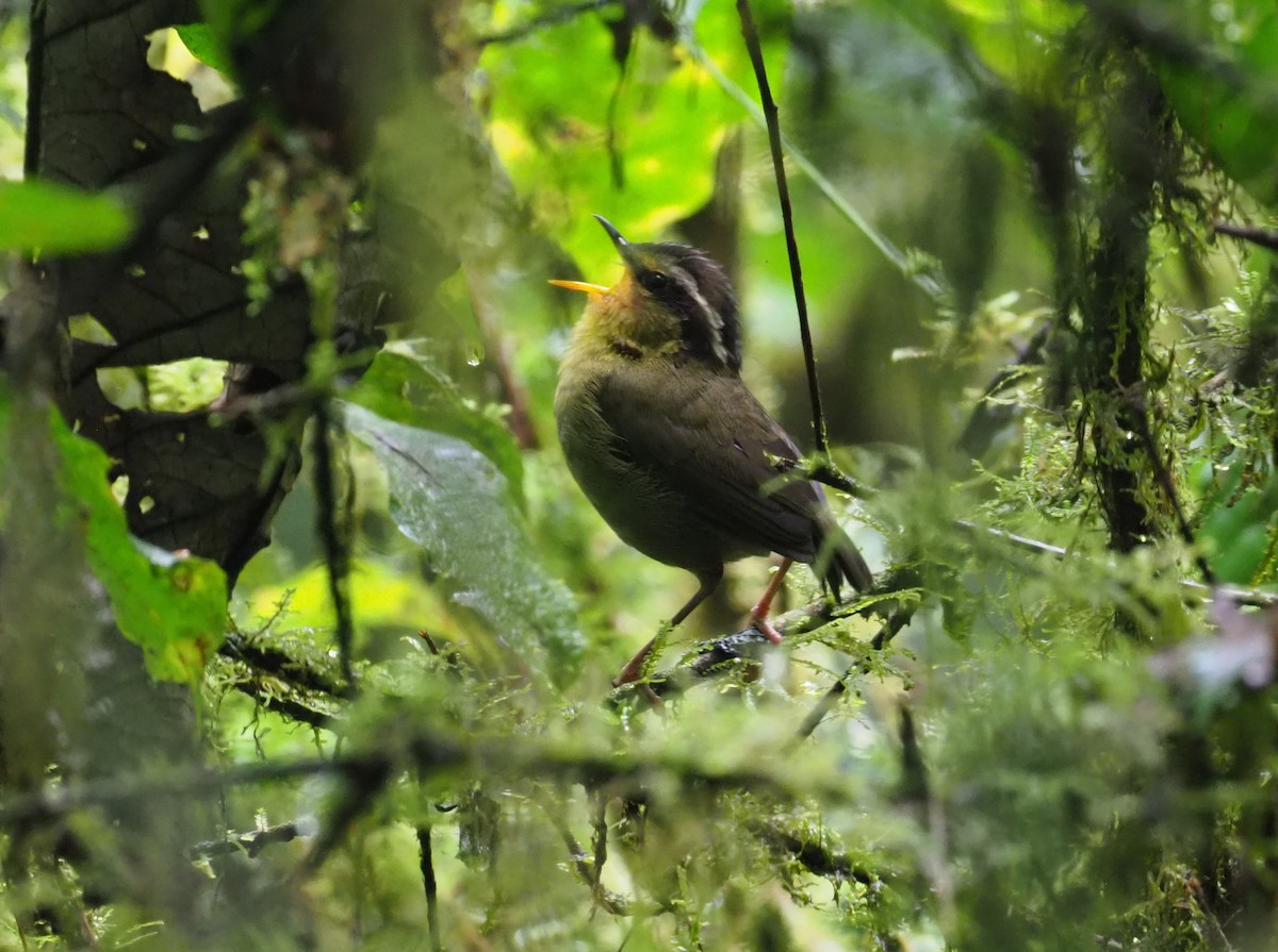 コビトサザイモドキ - ML270328311