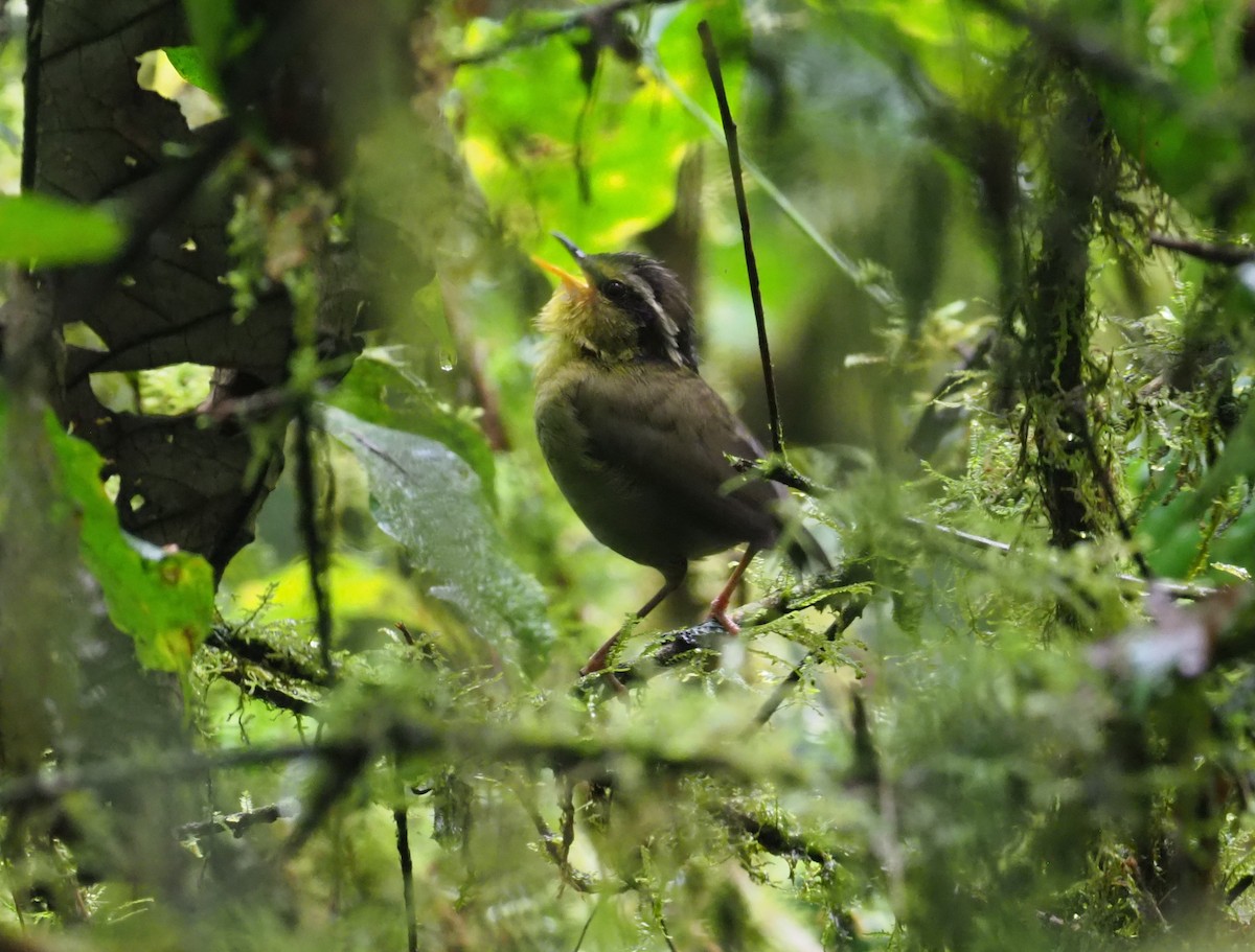 コビトサザイモドキ - ML270328391