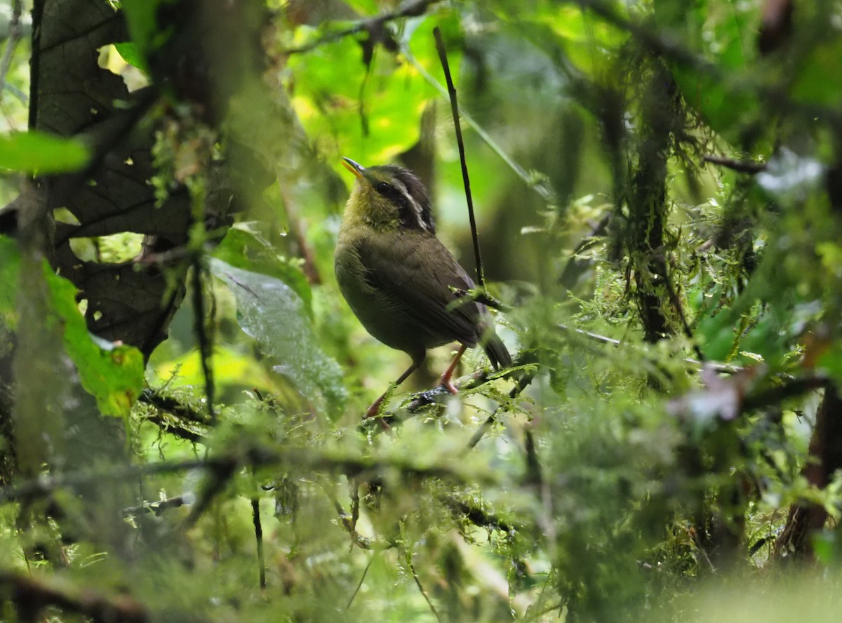 コビトサザイモドキ - ML270328431