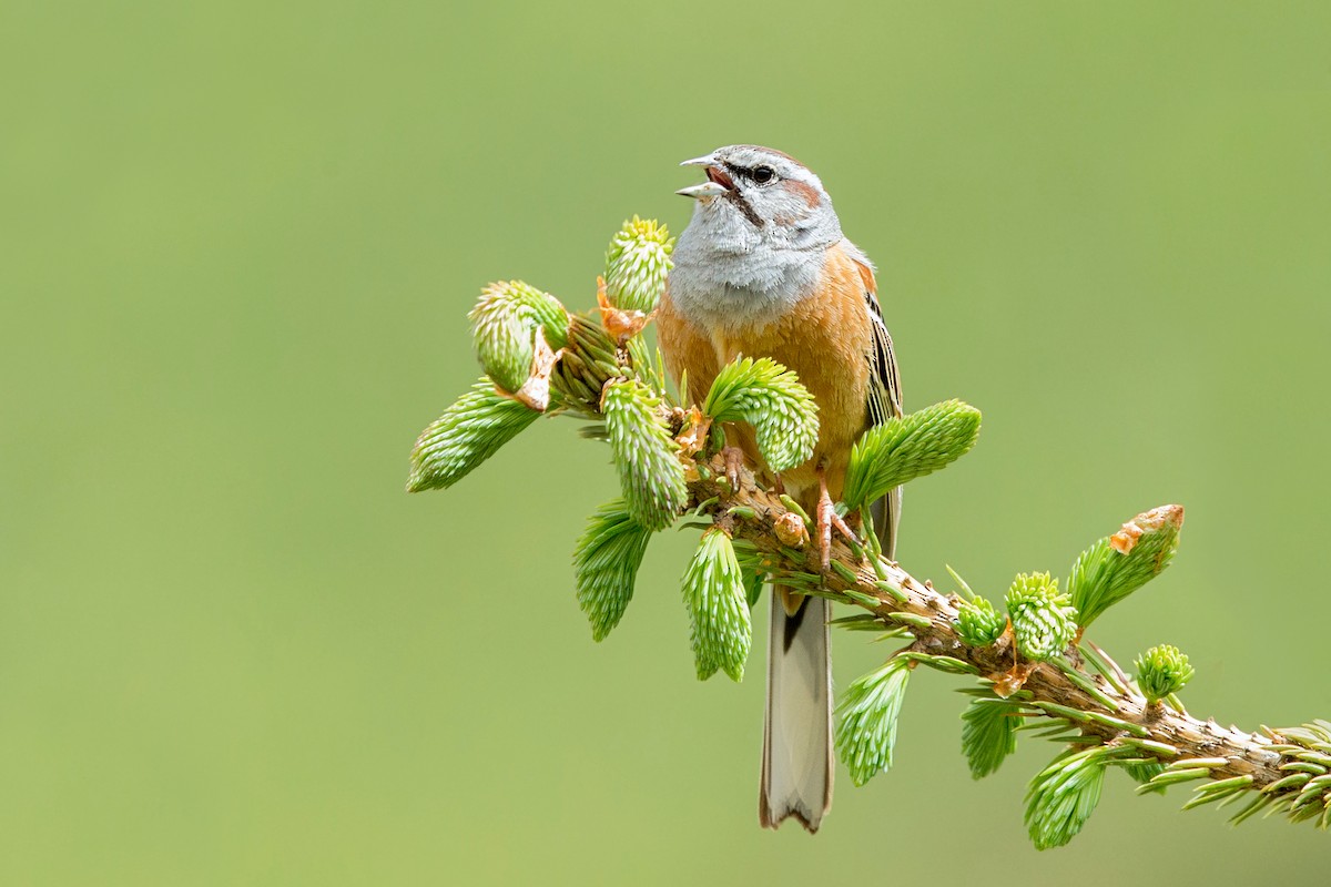 Godlewski's Bunting - ML270329451