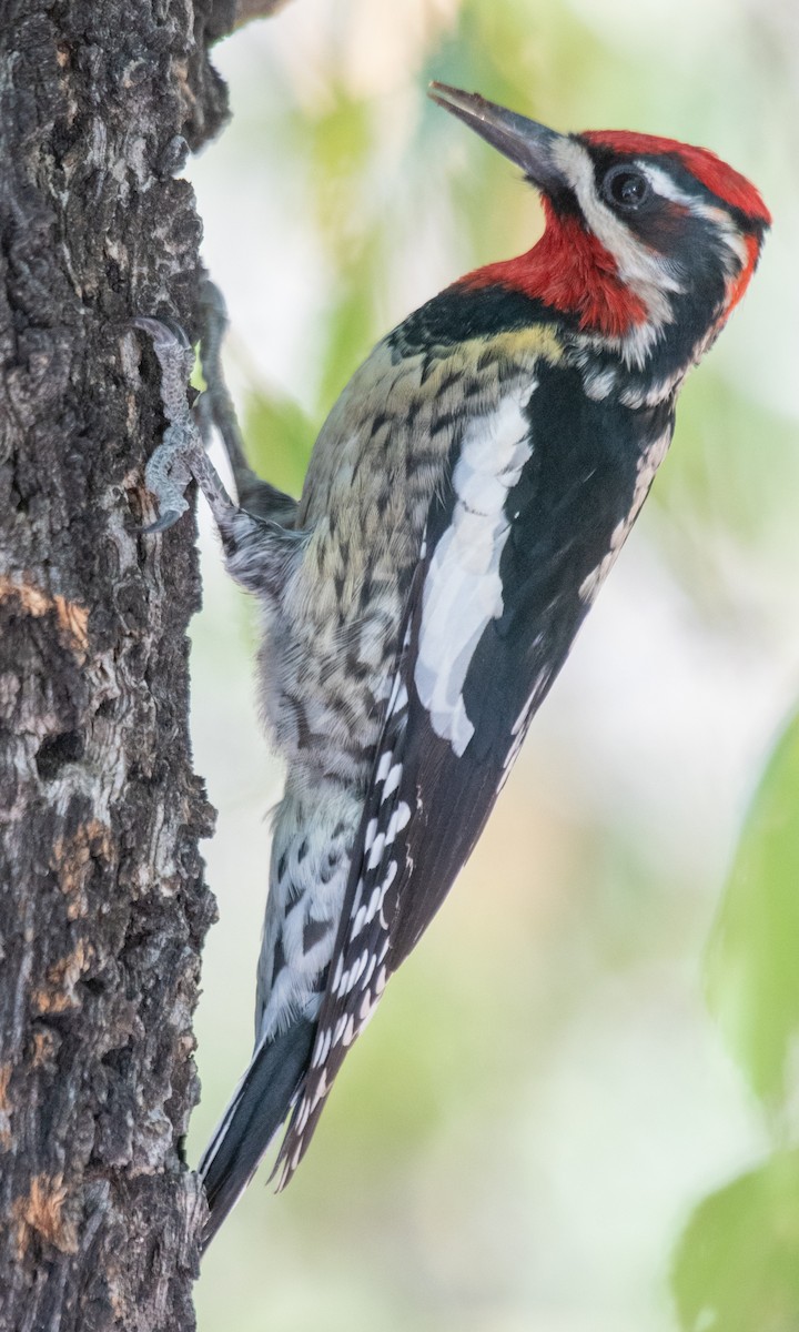 Red-naped Sapsucker - Michael  Hingerty