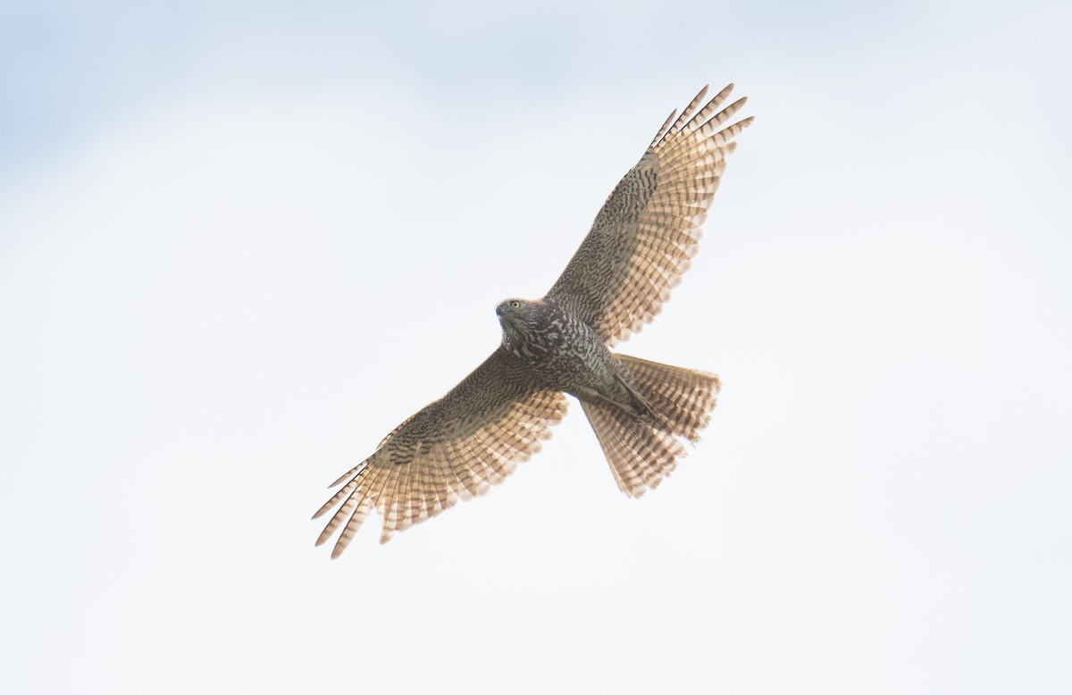 Brown Goshawk - ML270330481