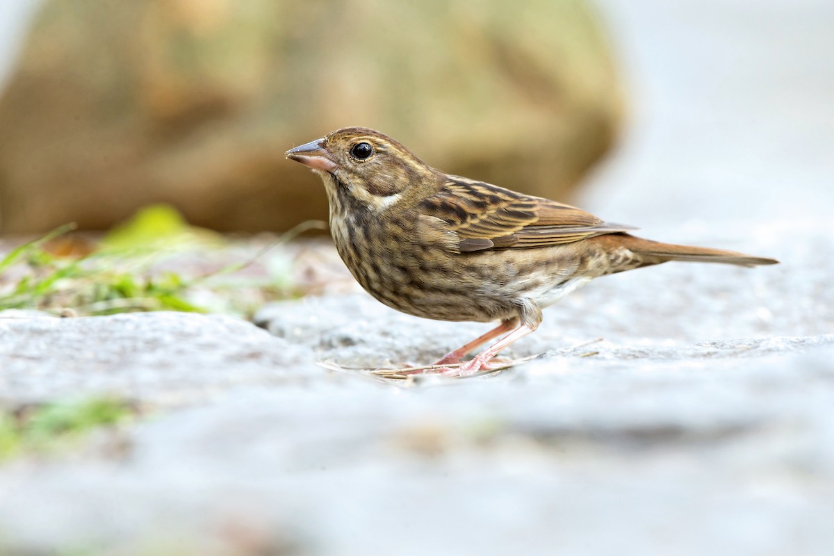 Gray Bunting - David Irving