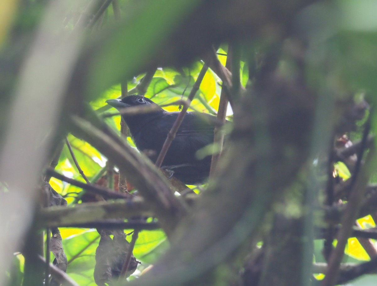 Willard's Sooty Boubou - ML270330751