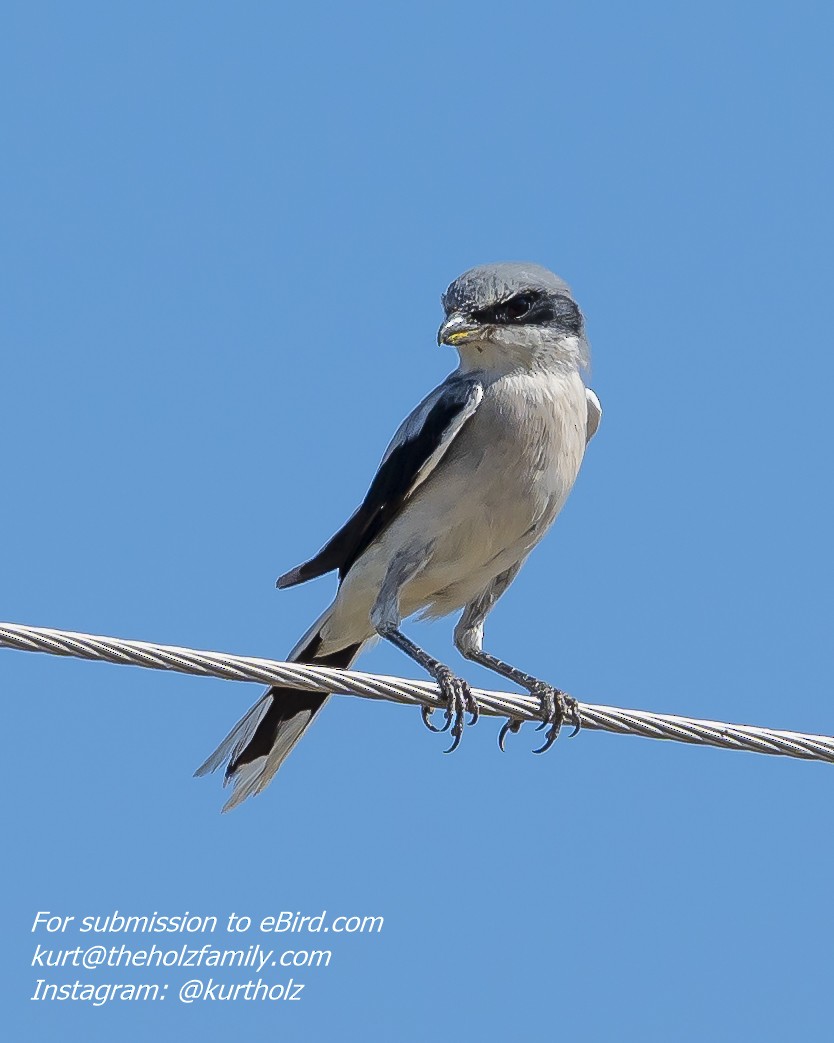 Loggerhead Shrike - Kurt Holz