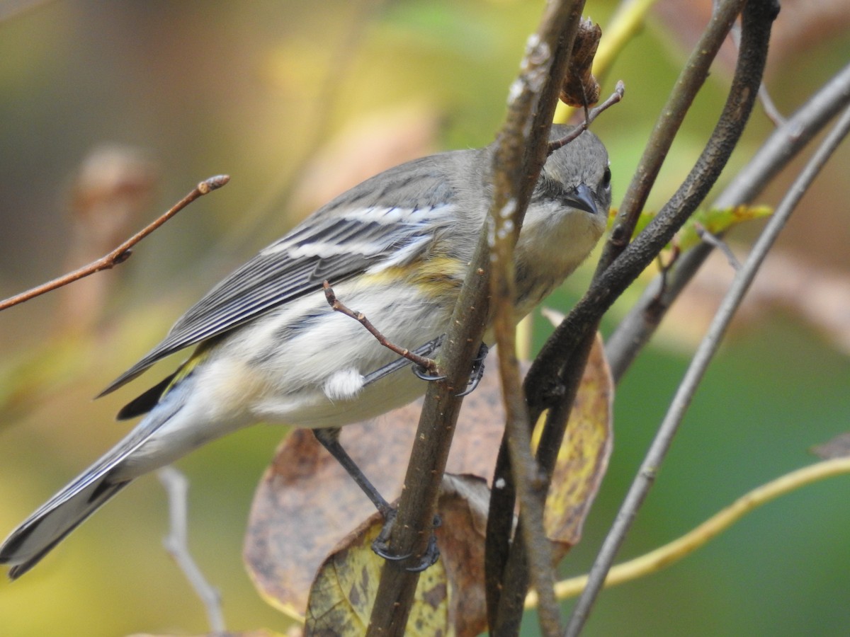 Yellow-rumped Warbler - ML270331651