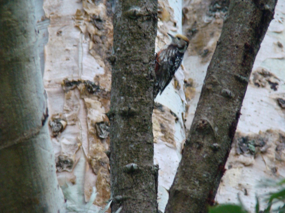 Yellow-crowned Woodpecker - ML270332571