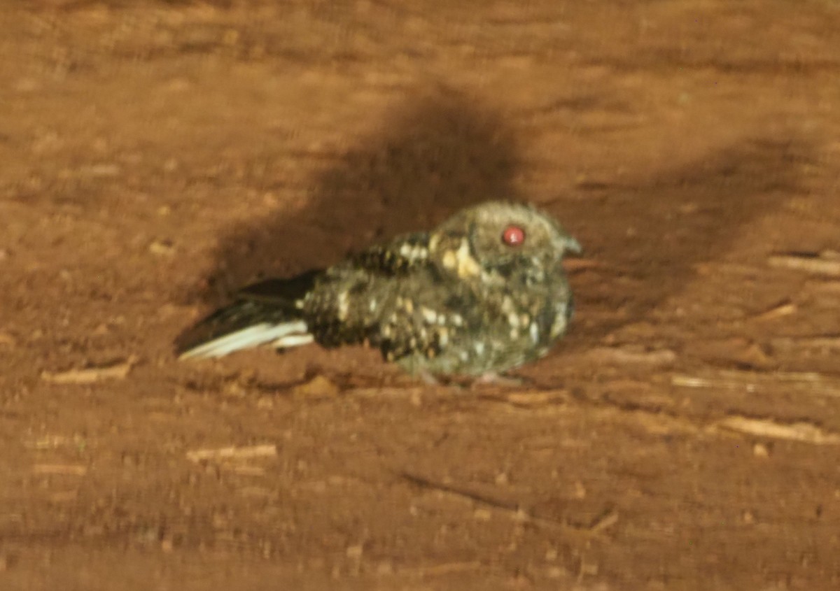 Montane Nightjar (Rwenzori) - ML270333031