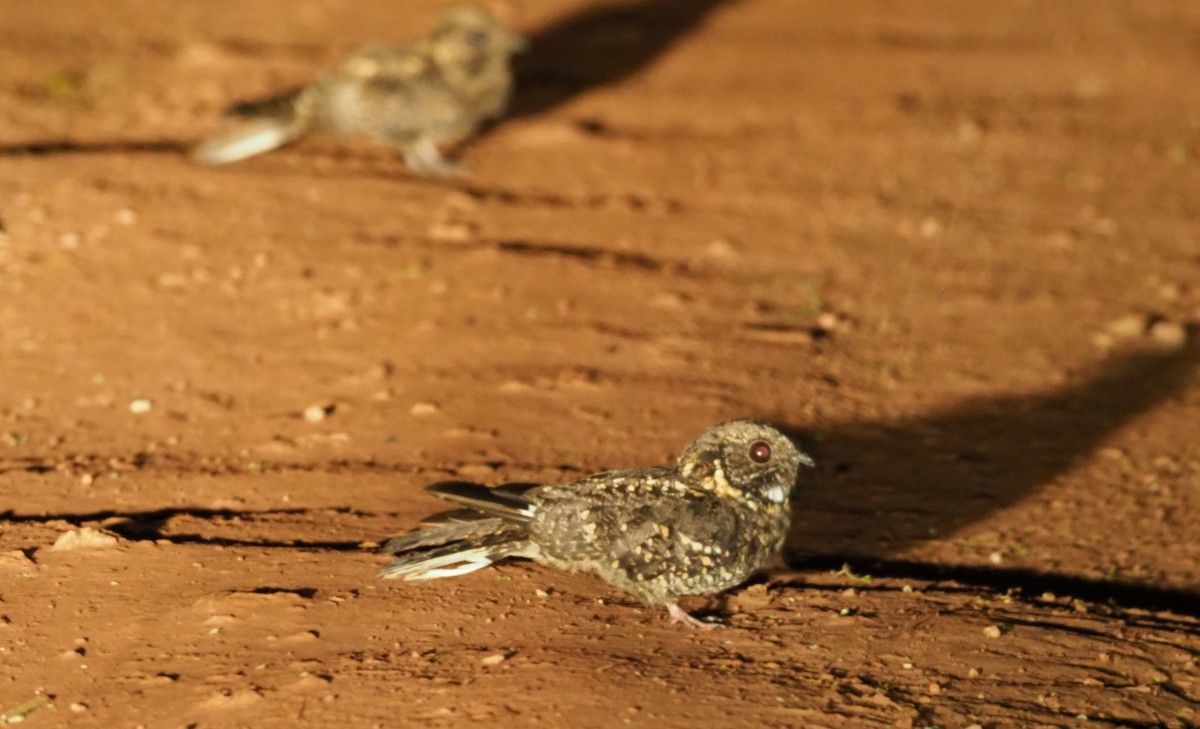 Montane Nightjar (Rwenzori) - ML270333211