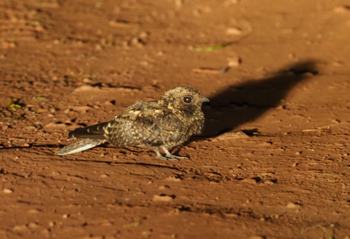 Montane Nightjar (Rwenzori) - ML270333261