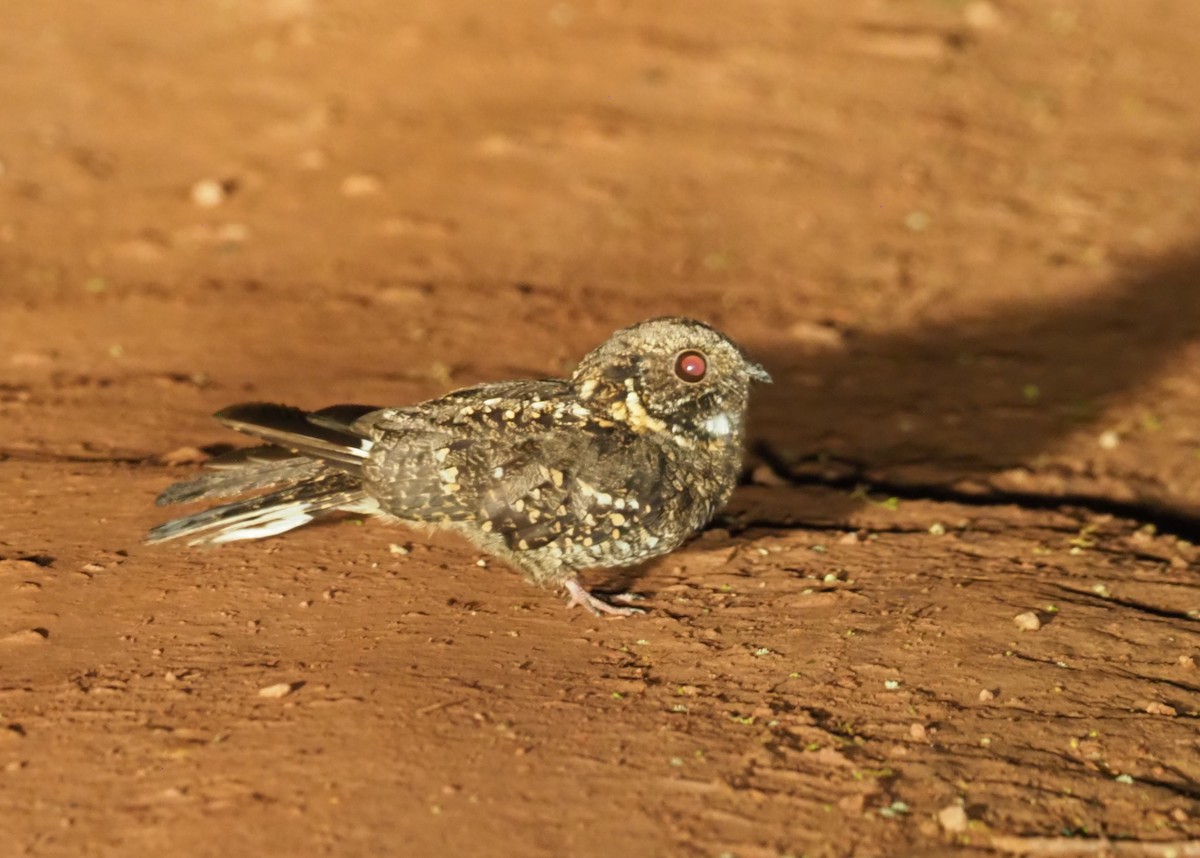 Montane Nightjar (Rwenzori) - ML270333321