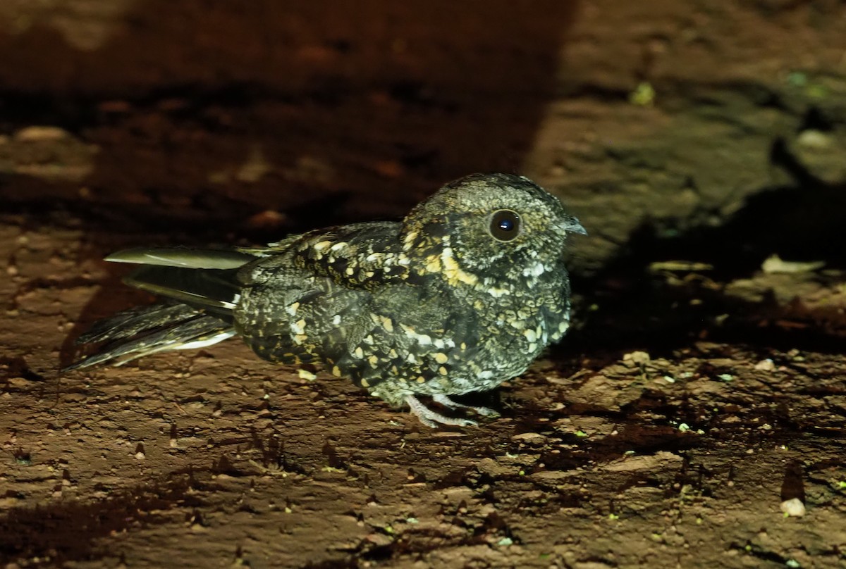 Montane Nightjar (Rwenzori) - ML270333401