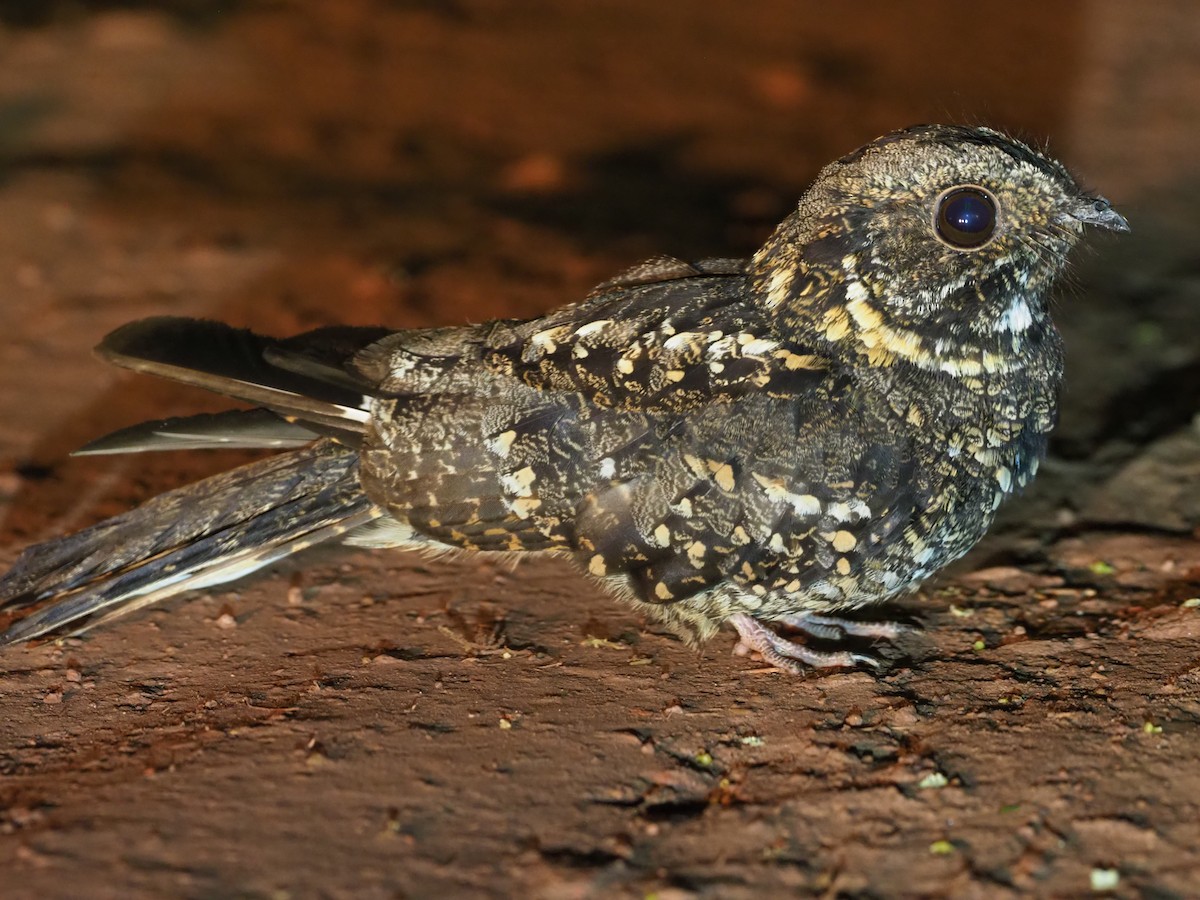 Montane Nightjar (Rwenzori) - ML270333421