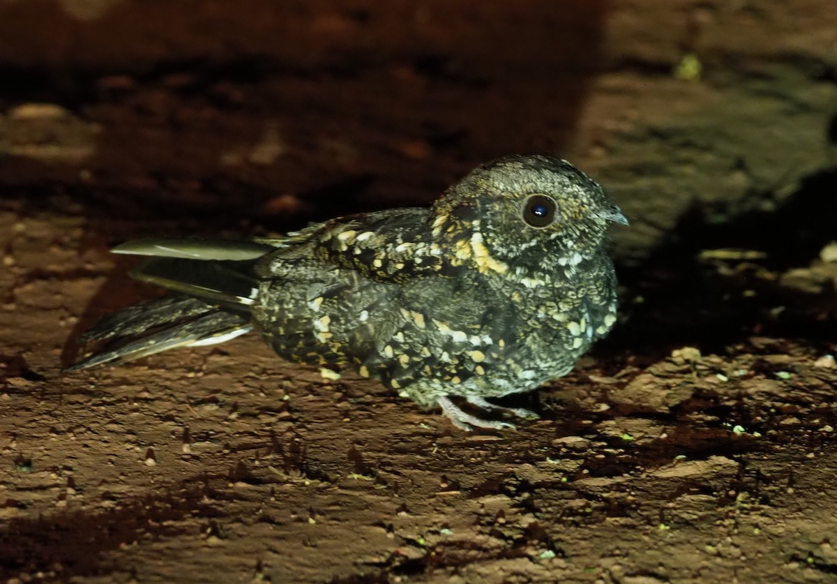 Montane Nightjar (Rwenzori) - Stephan Lorenz