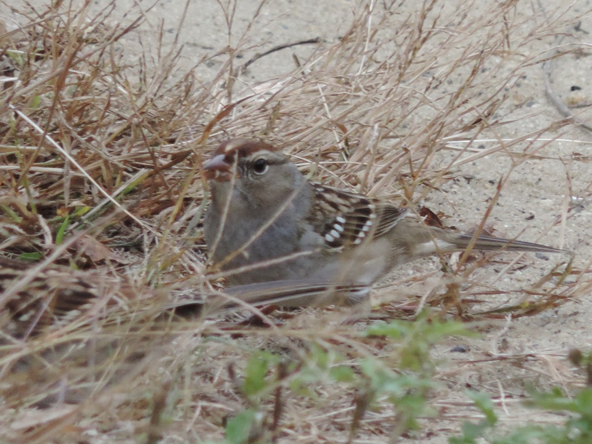 White-crowned Sparrow - ML270334291
