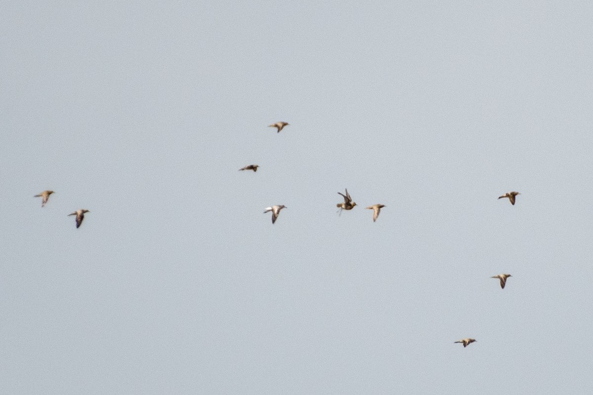 Black-bellied Plover - ML270334811