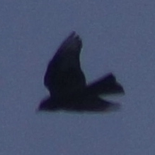 Purple Martin - ML270336051