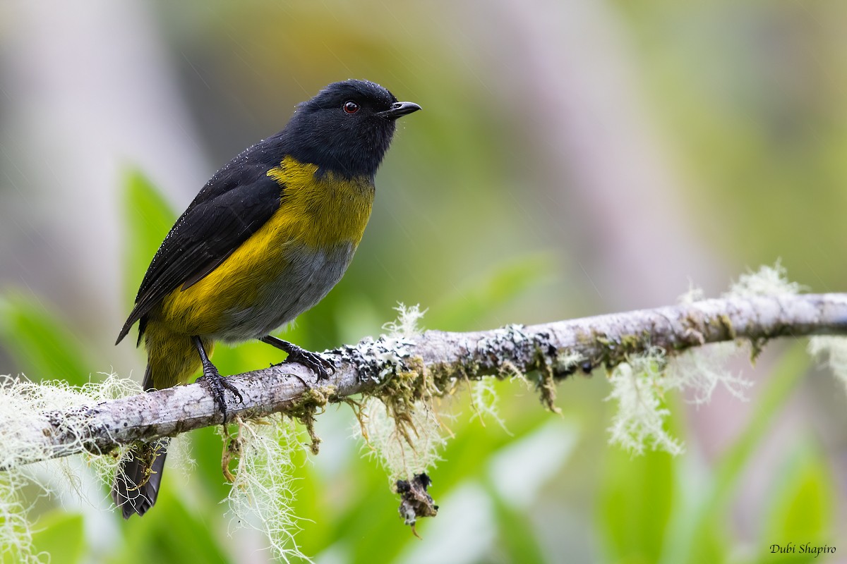 Black-and-yellow Silky-flycatcher - Dubi Shapiro