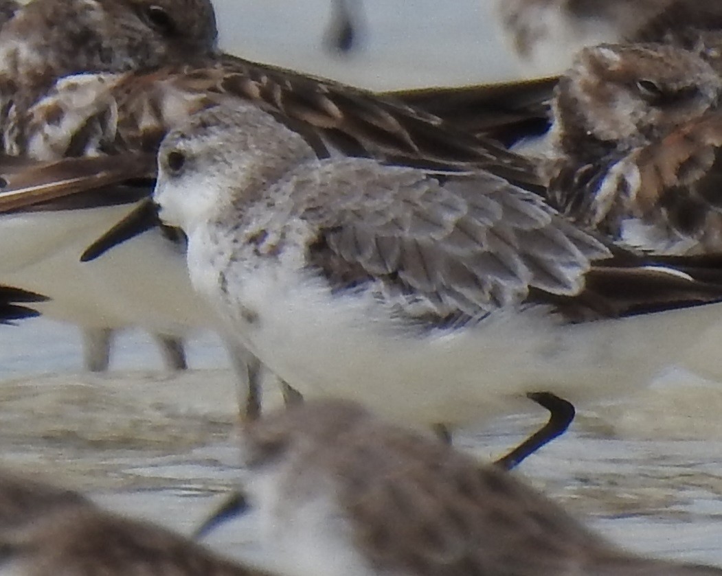 Sanderling - Ann Kitalong