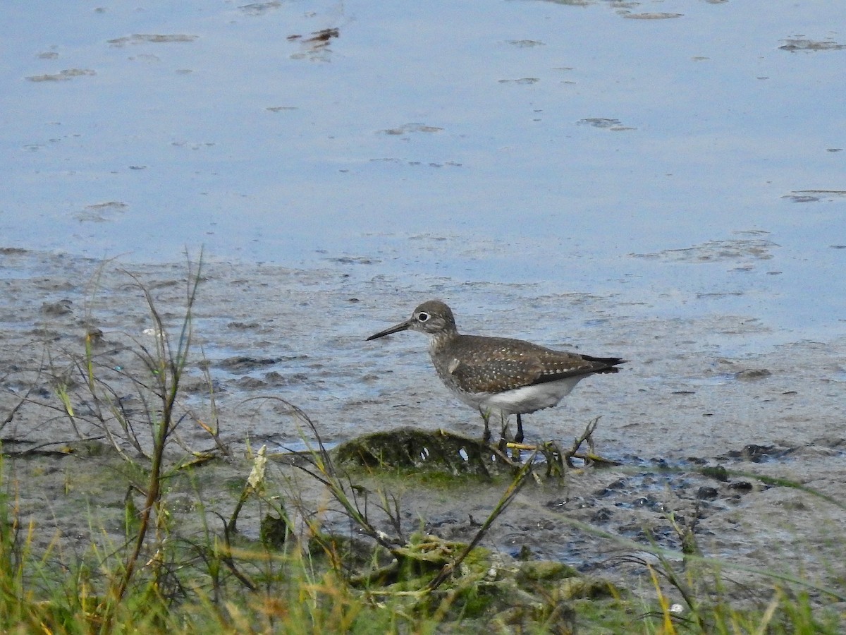 Solitary Sandpiper - ML270336551