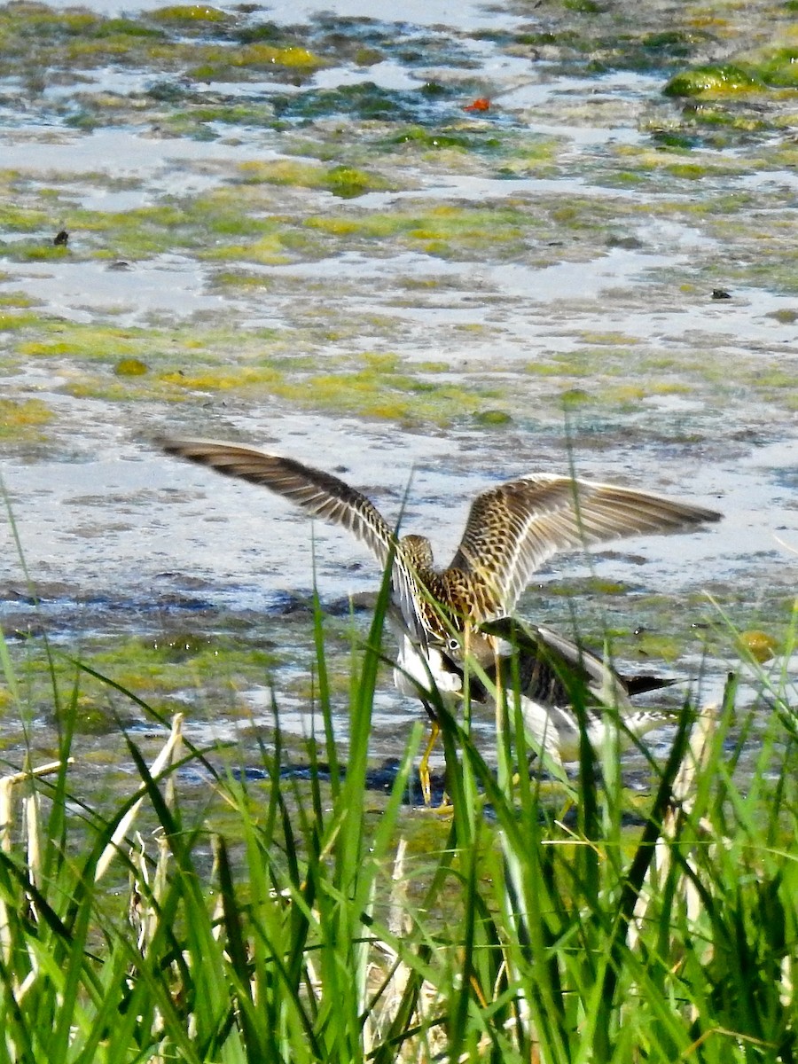 Solitary Sandpiper - ML270336561