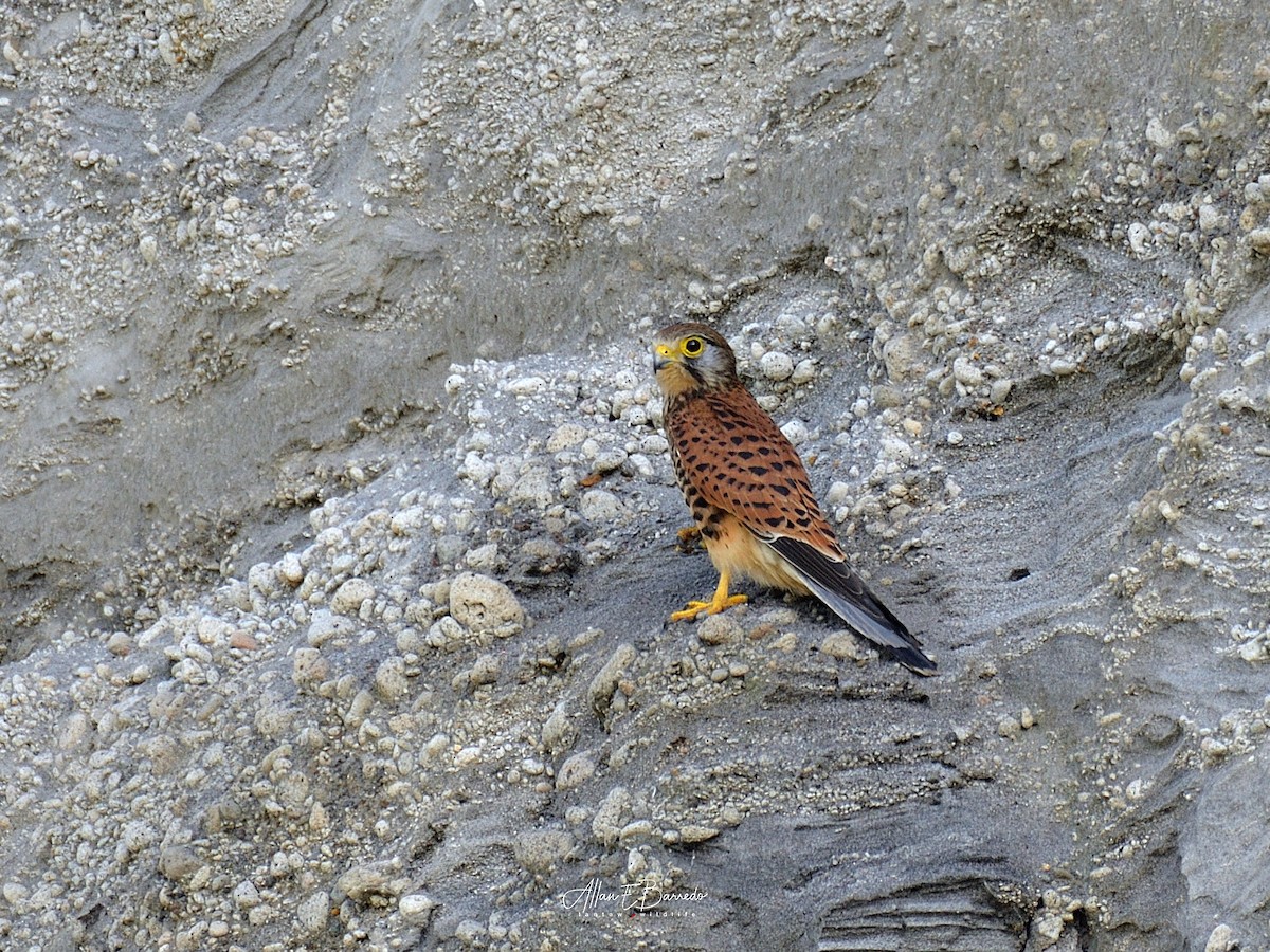 Spotted Kestrel - Allan Barredo