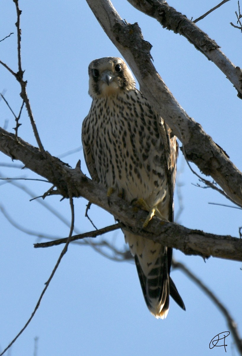 Prairie Falcon - ML270337951