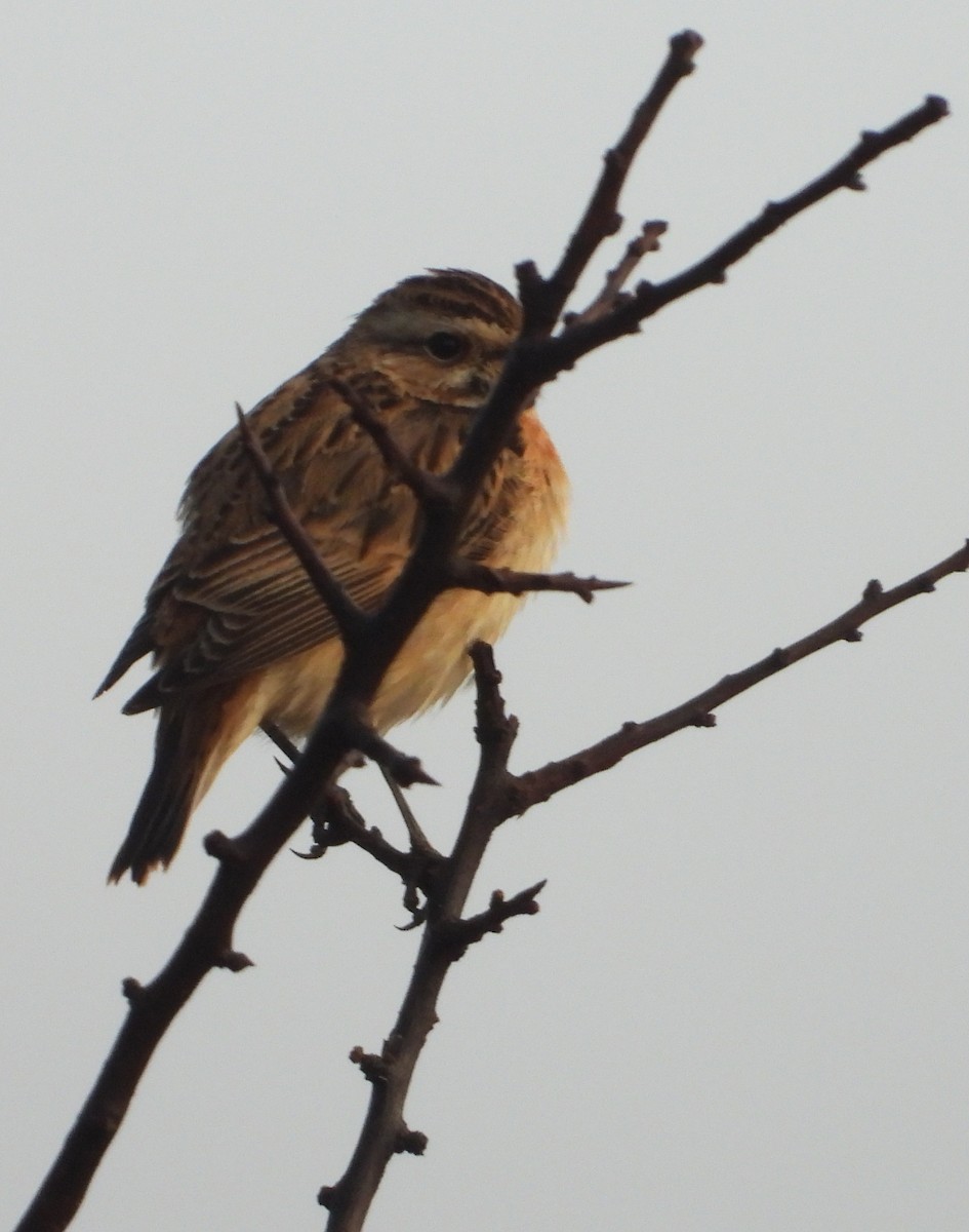 Whinchat - ML270339191