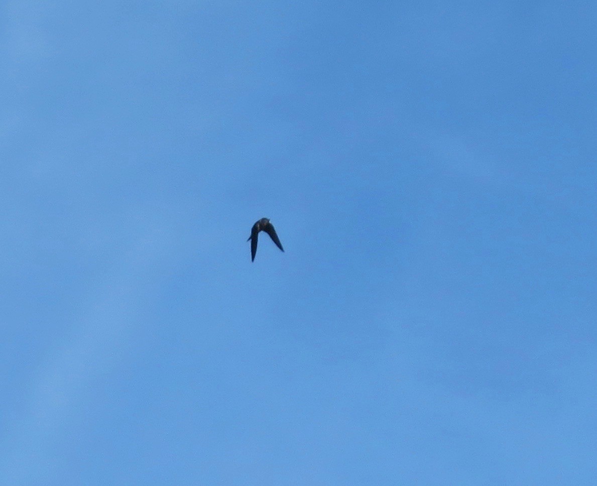 Purple Martin - ML270339271