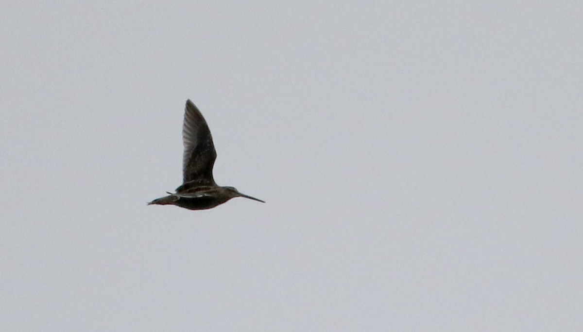 Wilson's Snipe - ML27033941