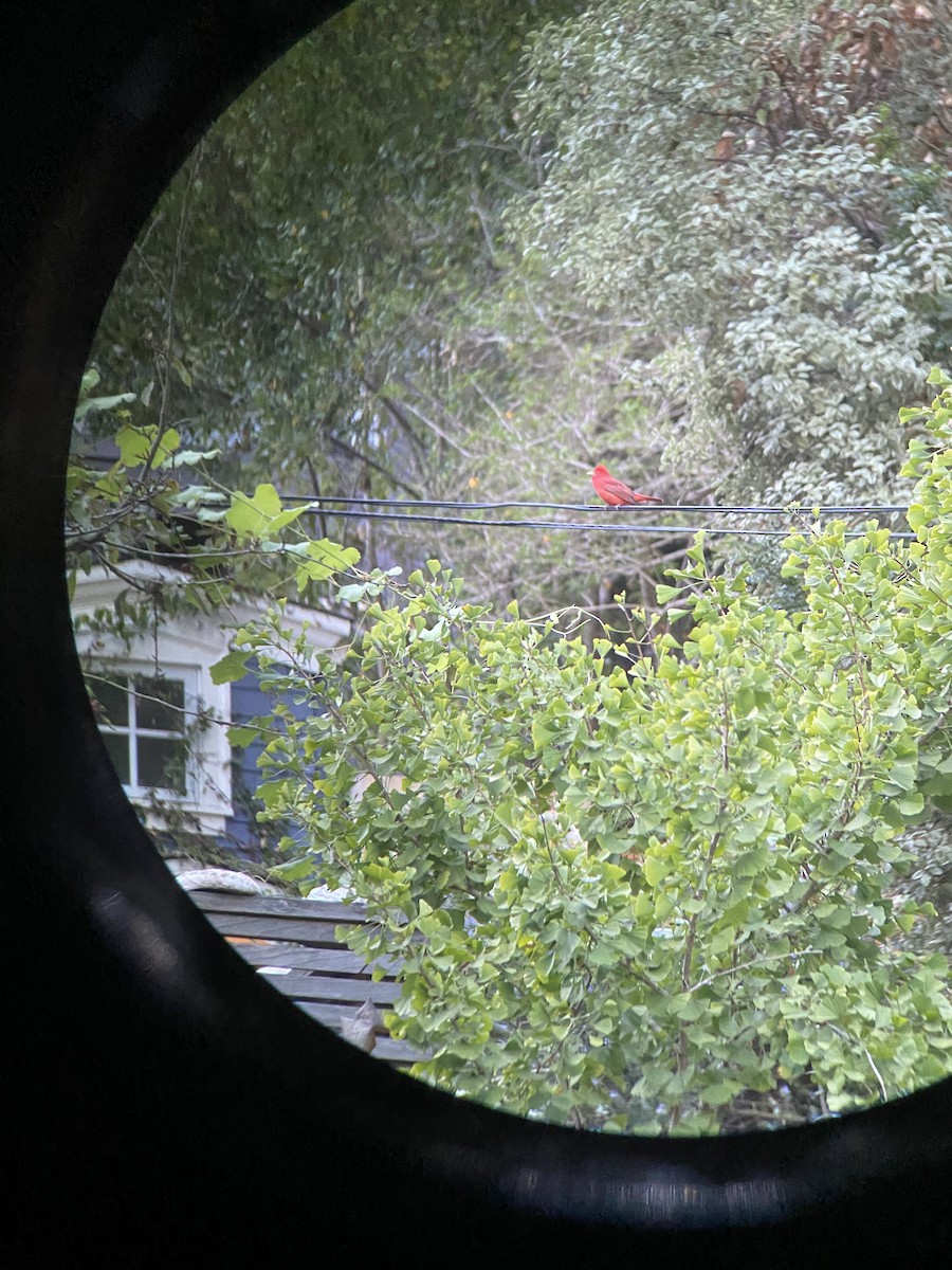 Summer Tanager - ML270339421