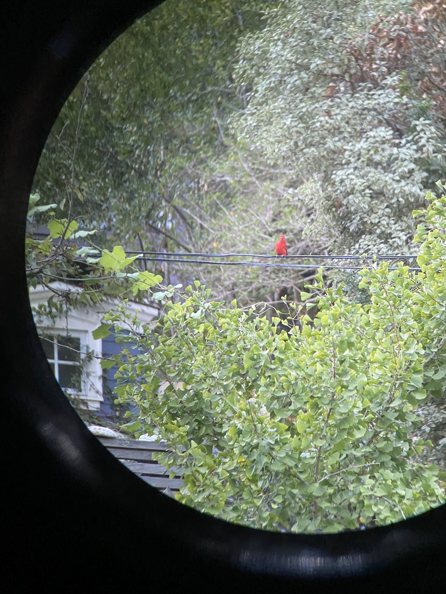 Summer Tanager - ML270339431