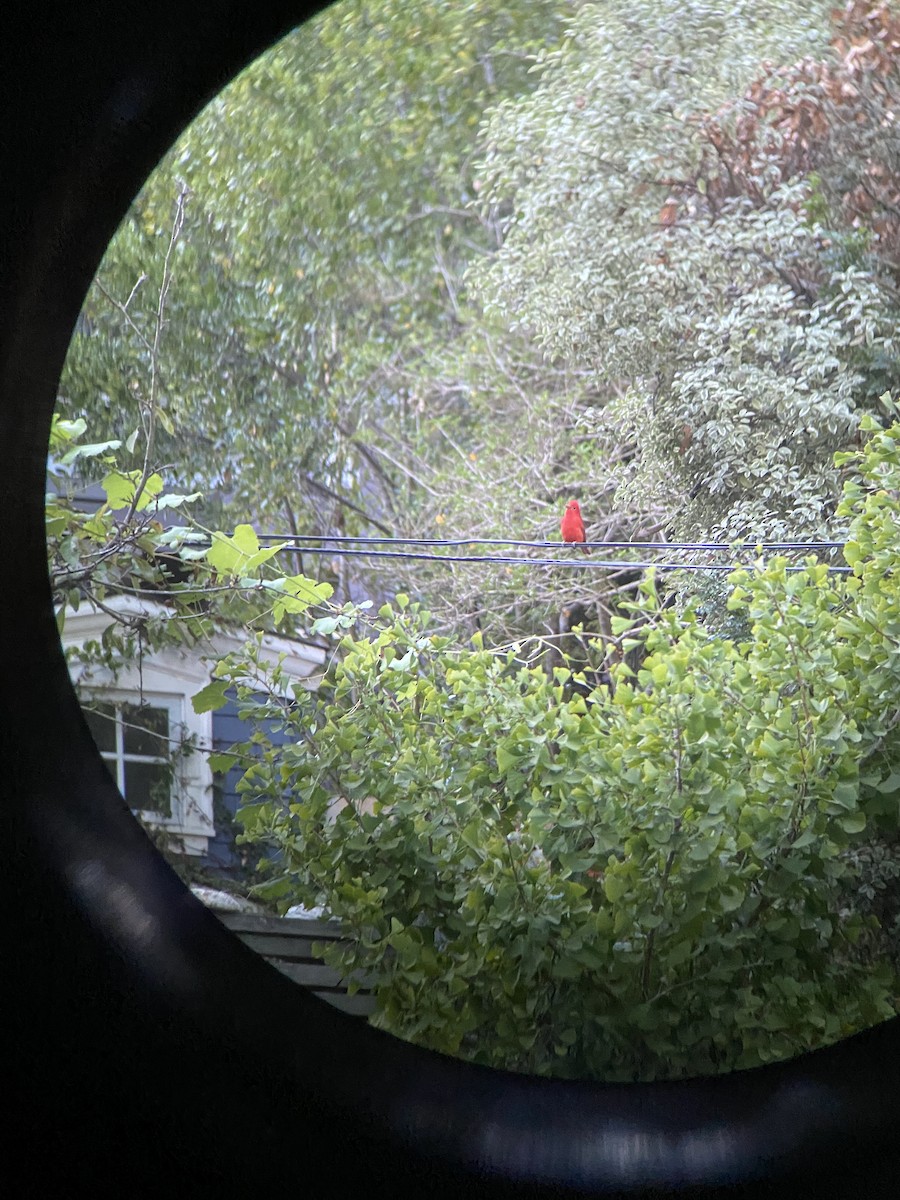 Summer Tanager - ML270339441