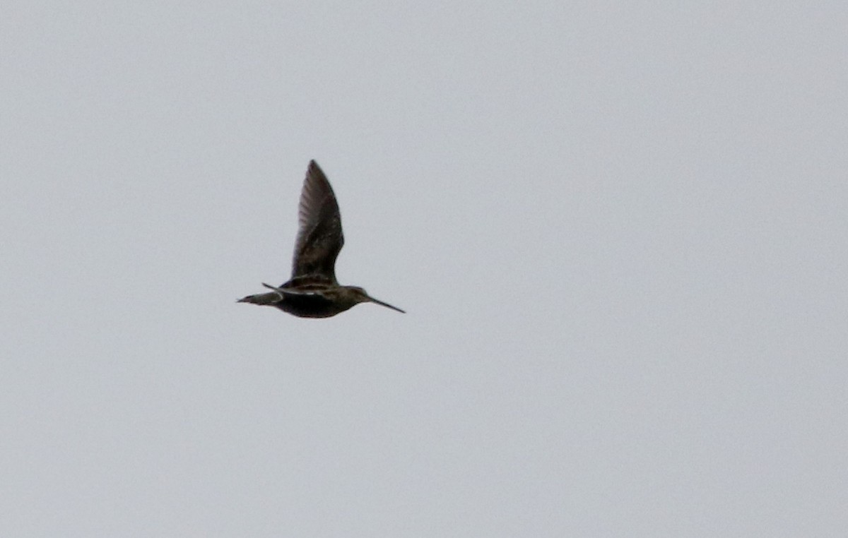 Wilson's Snipe - ML27033961