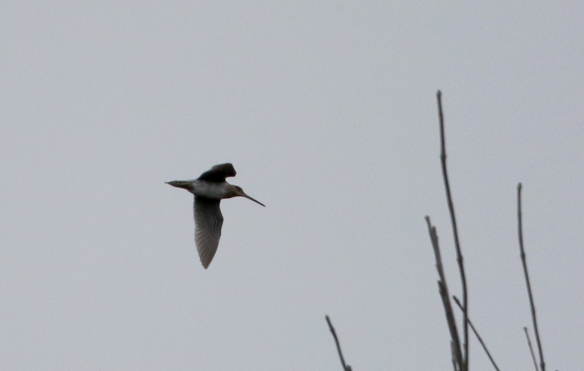 Wilson's Snipe - Jay McGowan