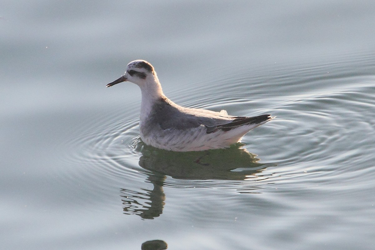 polarsvømmesnipe - ML270340031