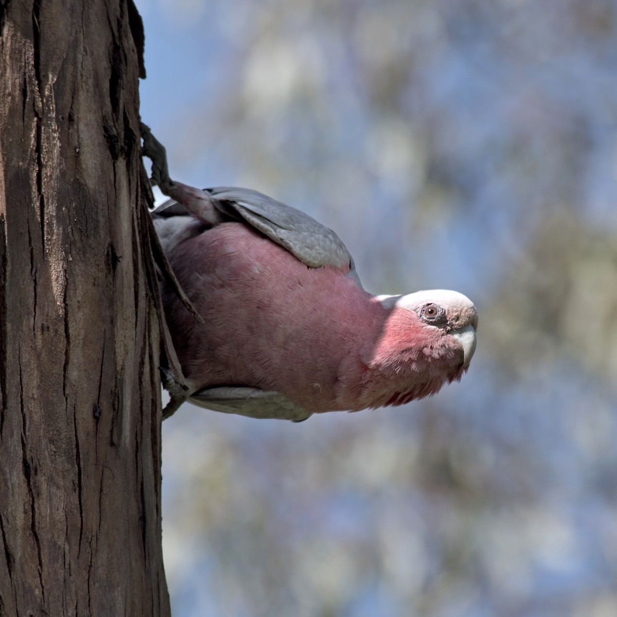 Cacatúa Galah - ML270340551